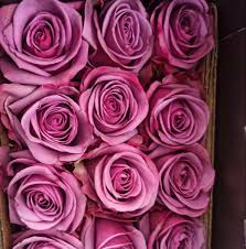 Wholesale Roses Wholesale Roses Rose Flower Market