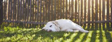 La distraction de l'attention du 22freud recherche alors un souhait infantile : Raticides Et Chien Chat Intoxication Et Traitement