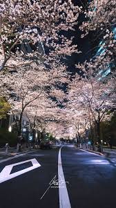 We have 71+ amazing background pictures carefully picked by our community. Free Japanese Cherry Blossom Smartphone Wallpapers Barrett