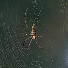 The black house spider (badumna insignis) is a dark robust spider, with the female being larger than the male. Nephila Pilipes Wikipedia