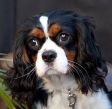 King Cocker Spaniel Black And Brown Hilarious Cavalier King Charles Spaniel Mix Puppy In 2020 King Charles Cocker Spaniel King Charles Cavalier Spaniel Puppy Cavalier King Charles Dog