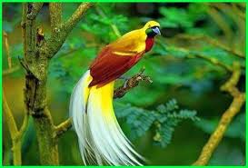 There are more than three dozen species in the family paradisaeidae, more commonly known as the birds of paradise. How Many Bird Of Paradise Species Are There Species Of A Bird Of Paradise A Species Of Bird Known As Bird Of Paradise Bird Of Paradise Species Bird Hewan