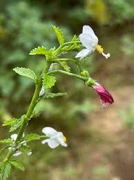 Image result for Hibiscus micranthus