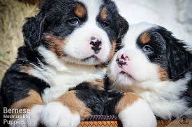 Buy and sell bernese mountain dog puppies & dogs uk with freeads classifieds. Puppies For Sale Purebred Berners From The Mountains Sweetwater Farms Bernese Mountain Dogs