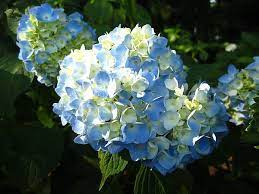 紫陽花 hydrangea 繡球花 酸狐狸之穴 痞客邦 flower garden flowers plants