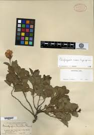 Image result for Cienfuegosia digitata