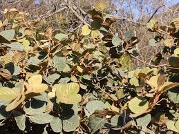 Image result for Rhoicissus tridentata