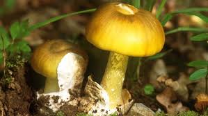Todliche Gefahren Im Herbst