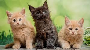 ‪10 Most Common Cat Breeds You'll Find in U.S. Homes | HowStuffWorks‬‏