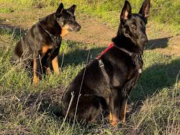 Maybe you would like to learn more about one of these? Best No Pull Dog Harnesses In 2021