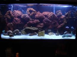 Lava Rock Cichlid Aquarium Cichlids Fish Tank
