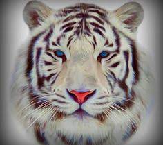 El iva en las operaciones financieras e inmobiliarias. 7 Ideas De Blanco Felinos Tigres Tigre De Bengala