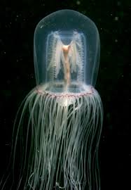 Image result for Chaseella pseudohydra