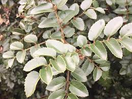 Image result for Grewia avellana