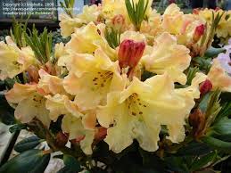 Plantfiles Pictures Rhododendron Nancy Evans Rhododendron By Kniphofia Flowers Rhododendron Beautiful Blooms