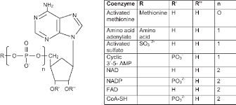 We did not find results for: 7 List Of Coenzymes Derived From Amp Download Scientific Diagram