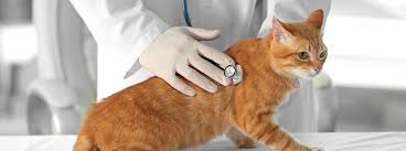 Cats sneeze for many reasons. Cat Flu Symptoms Treatment Long Term Effects Purina