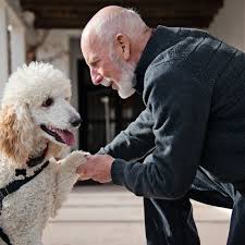 Read on to find out how to get an your therapist must be able to certify that you qualify for an emotional support animal. Dealing With Service Dogs The Ada And Ptsd