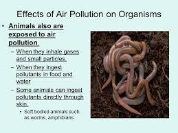 Currently, the greatest threat to animal biodiversity from air the effects of oxidant air pollution on forest ecosystems of the san bemadino mountains, section b. Effects Of Air Pollution Ppt Video Online Download
