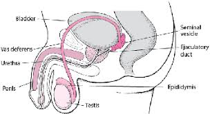 Idiom on body parts in marathi. Problems With Sperm Women S Health Issues Msd Manual Consumer Version
