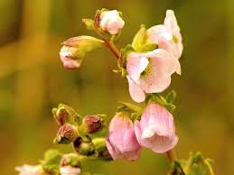 Image result for Hedbergia