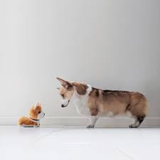 Imposter Corgi Corgi Dog Cute Corgi