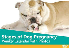 Pin On Dog Information