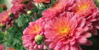 Green mums flowers for sale. How To Grow Mums As Perennials Planting Mums In The Fall