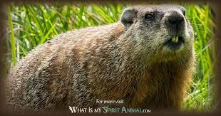 Punxsutawney groundhog club 1548 woodland ave ext. Groundhog Symbolism Meaning Spirit Totem Power Animal