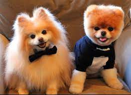 13 animals who know it s business time cute animals cute baby animals cute dogs