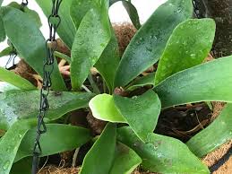 Platycerium Cacti And Succulents Plant Leaves Platycerium