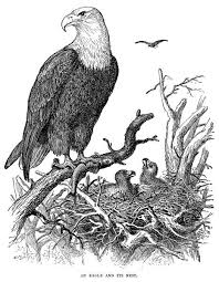 Bald Eagle Clipart Black And White An Eagle And Its Nest Free Vintage Illustration Eagle Drawing Vintage Illustration Art