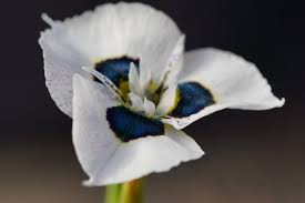 Image result for Moraea niassensis