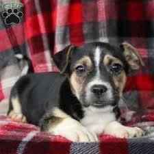 Update born today july 6! Puppies For Sale Under 500 Price Under 500 Greenfield Puppies Puppies For Sale Puppies Australian Shepherd Mix Puppies