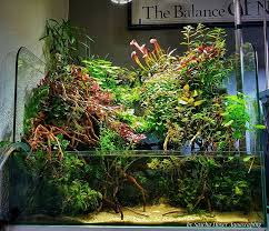 Pin By Mitch Hornberger On Paludarium Biotope Aquarium Aquarium Backgrounds Aquascape Aquarium