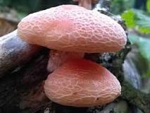 Image result