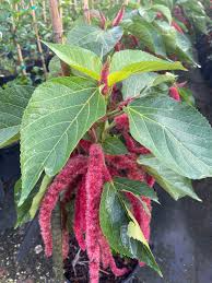 Image result for Acalypha hispida