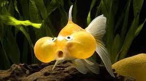 Jenis ikan hias air tawar ada banyak sekali. 7 Jenis Ikan Hias Lucu Untuk Aquarium Air Tawar Youtube