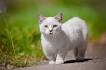 14 Cats That Stay Small: Munchkin, Singapura, Siamese, and ...