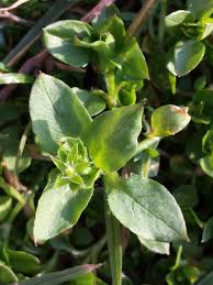Image result for Stellaria pallida