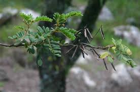 Image result for Indigofera lyallii