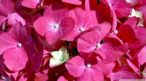 Pink Vintage Flowers Pink Vintage Flower Wallpaper Pic 17 Vintage Flowers Wallpaper Flower Wallpaper Pink Flowers Wallpaper