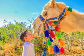 This action packed adventure takes you to an ocean side ranch that includes activities such as tortilla making, tequila tastin. Camel Baja Outback Adventure From Los Cabos