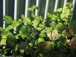 Image result for Solanum scabrum