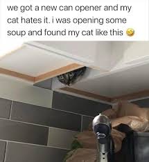 Morning Funny Meme Dump 36 Pics In 2020 Funny Instagram Memes Funny Cat Memes Funny Animal Memes