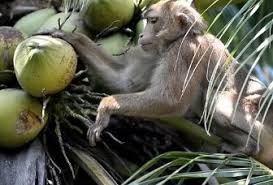 Saya senaraikan 10 jenis yang ada, yang popular, yang biasa terdapat di pasaran tempatan. Anim Agro Technology Monyet Pemetik Kelapa