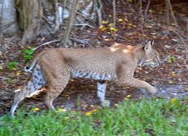 Bobcat Spotted On Sanibel Island Florida Sanibel Florida Sanibel