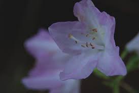 Image result for Oreophyton