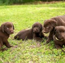 These little puppies have a great brain; Places To Go And Play With Puppies Near Me Online