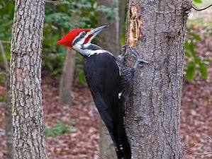 TT Pecker Wood – Predator University